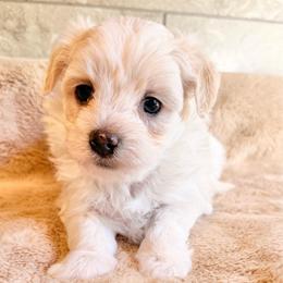 Kandi - Cream female Havapoo puppy in Roseburg, Oregon from Sharon’s Sheepadoodle’s