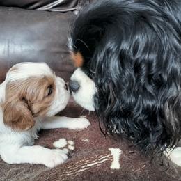 Chip - Blenheim male Cavalier King Charles Spaniel puppy in Franklin, North Carolina from Cavaliers of the County Macon