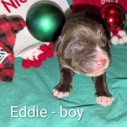Eddie - Red male Aussiedoodle puppy in Pamplin, Virginia from Hope & Joy Acres