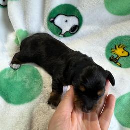 Male longhair black and tan - Black and tan male Dachshund puppy in Andalusia, Alabama from Sweet Home Alabama Dachshunds