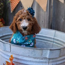 Skittles - Red  female Goldendoodle puppy in Sioux Falls, South Dakota from Dolly's Doodles