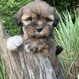 JF3 RESERVED - Red female Lhasa Apso puppy in Bell, Florida from Maryann & Kandis