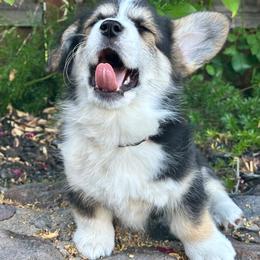 Munja aka Lightning - Black and tan female Pembroke Welsh Corgi puppy in San Rafael, California from Top Shepherd Perlez