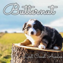 Miniature Australian Shepherd Puppies from Lost Coast Aussies