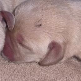 White - Yellow female Labrador Retriever puppy in Siloam Springs, Arkansas from Karemy Kennels (Karemy Labradors)