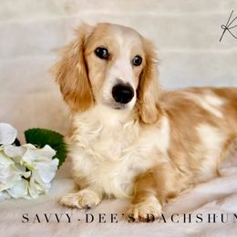 Rose - Dachshund