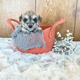Miniature Schnauzer Puppies from Schnauzers on Robinson Lane