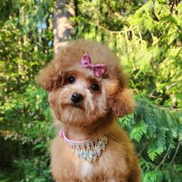 Cavapoo, Maltese, Maltipoo, and Poodle Puppies from Mt.BakerPoodles&Doodles