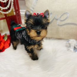 Yorkshire Terrier Puppies from Green Mountain Designer Yorkies