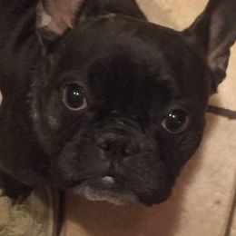 Haddie - French Bulldog