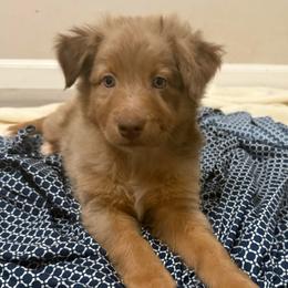 Charming - Red merle male Australian Shepherd puppy in East Hartford, Connecticut from CT Aussies