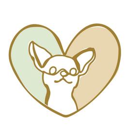 Pandora - Chihuahua