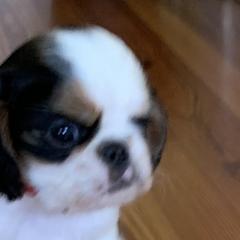 English Toy Spaniels from Marietta Charlies