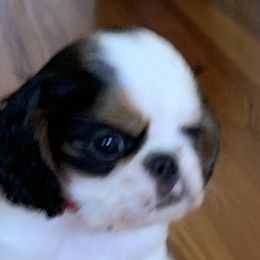 English Toy Spaniels from Marietta Charlies