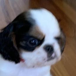English Toy Spaniels from Marietta Charlies