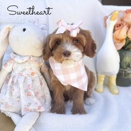 Sweetheart - Caramel red female Australian Labradoodle puppy in Palmdale, California from Heavenly Doodles