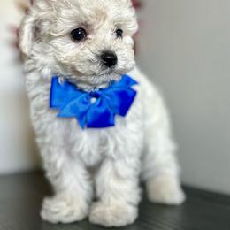 Truffle - Apricot male Poodle puppy in Kentucky from Deerly Poodles