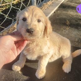(Purple collar) - Fawn female Companion Cross puppy in Richmond, Missouri from Natalie's Happy Fur Paw's