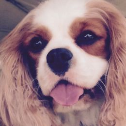 Cavalier King Charles Spaniels and Tibetan Spaniels from Kabaret Cavaliers & Tibetan Spaniels
