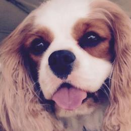 Cavalier King Charles Spaniels and Tibetan Spaniels from Kabaret Cavaliers & Tibetan Spaniels