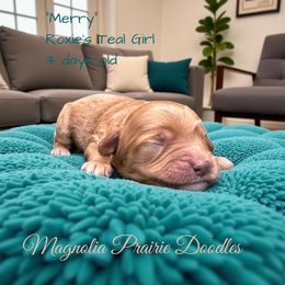 Merry Teal Girl - Red female Cavapoo puppy in Lavon, Texas from Magnolia Prairie Doodles