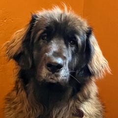 Flake - Leonberger
