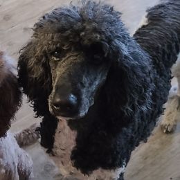 Shade - Poodle