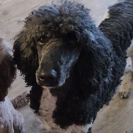 Shade - Poodle