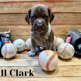 German Shorthaired Pointer Puppies from Upland Points Gun Dogs