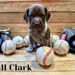 German Shorthaired Pointer Puppies from Upland Points Gun Dogs