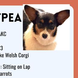 Pea - Pembroke Welsh Corgi