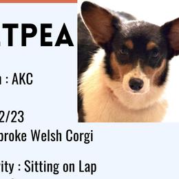 Pea - Pembroke Welsh Corgi