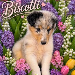 Diamond - Blue merle white and tan female Collie puppy in Carencro, Louisiana from Cajun Bayou's Collies LLC