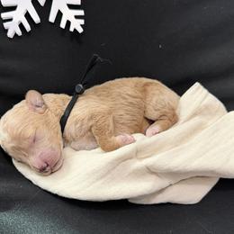 Greg - Red  male Goldendoodle puppy in Huntington, Utah from Krispydoodle