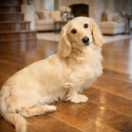 Tanner - Dachshund