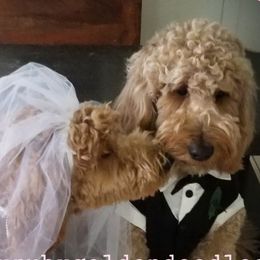 Goldendoodles from Rusty & Ruby's Goldendoodles