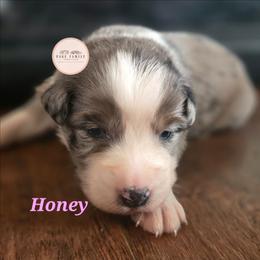 Honey - Blue merle female Australian Shepherd puppy in Russellville, Kentucky from Page Family Homestead