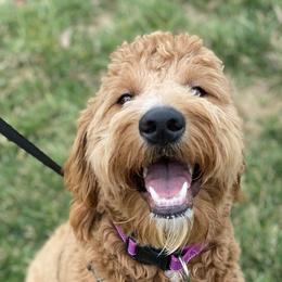Lexi - Goldendoodle
