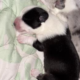Girl 3 - female Cardigan Welsh Corgi puppy in Dade City, Florida from Red White & Bluie Corgi