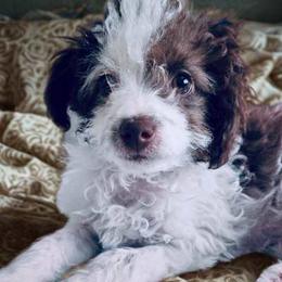 Norma - Brown and white female Aussiedoodle puppy in Post Falls, Idaho from North Idaho Miniature Aussiedoodles