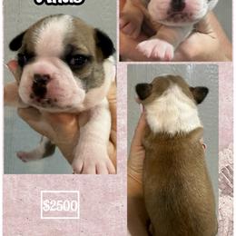 Atlas - Seal and white female Boston Terrier puppy in Brazos Point, Texas from TX Southern Belle Bostons
