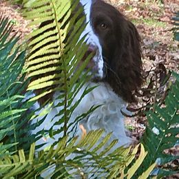 English Springer Spaniel All Grown Up from Cedarhome Springers