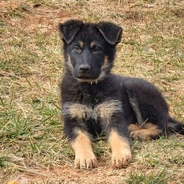 German Shepherd Puppies from Cornil Dariy