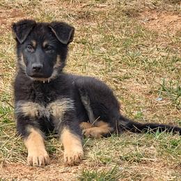 German Shepherd Puppies from Cornil Dariy