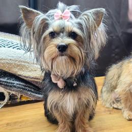 Daisy Mae - Yorkshire Terrier