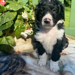 Bernedoodle Puppies from East Coast Bernedoodles