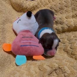 AKC Blue sold - Sable female Pembroke Welsh Corgi puppy in Summerfield, Florida from Promise Land Farm
