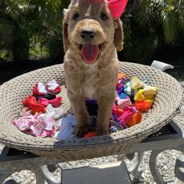 Aussiedoodle and Goldendoodle Puppies from Cuddly Doodles
