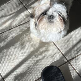 Cruella - Shih Tzu