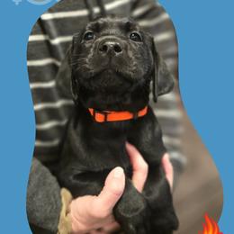 Aspen - Orange Collar - Black male Labrador Retriever puppy in Sumerduck, Virginia from Cedar Mountain Retrievers